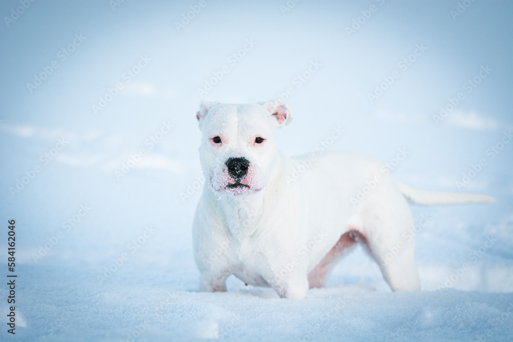 white Dogo Argentino dog in the snow white Dogo Argentino dog in the snow