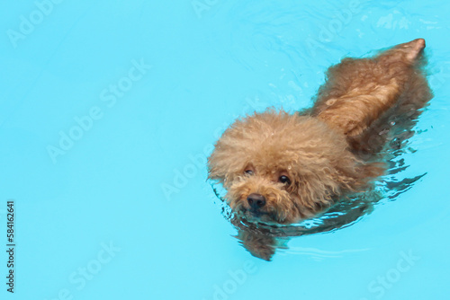 Poodle puppy swimming in a swimming pool with copy space for text
