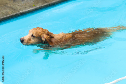 A dog practicing swimming in the dog pool