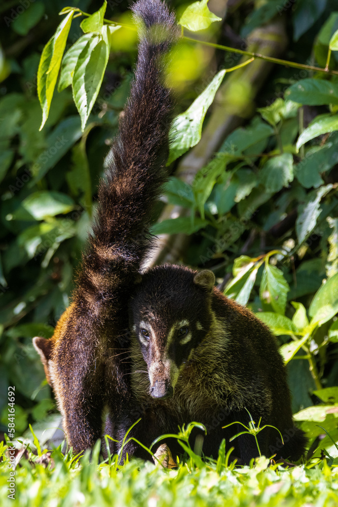 Fototapeta premium White Nosed Coati