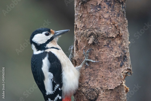 Buntspecht (Dendrocopos major)