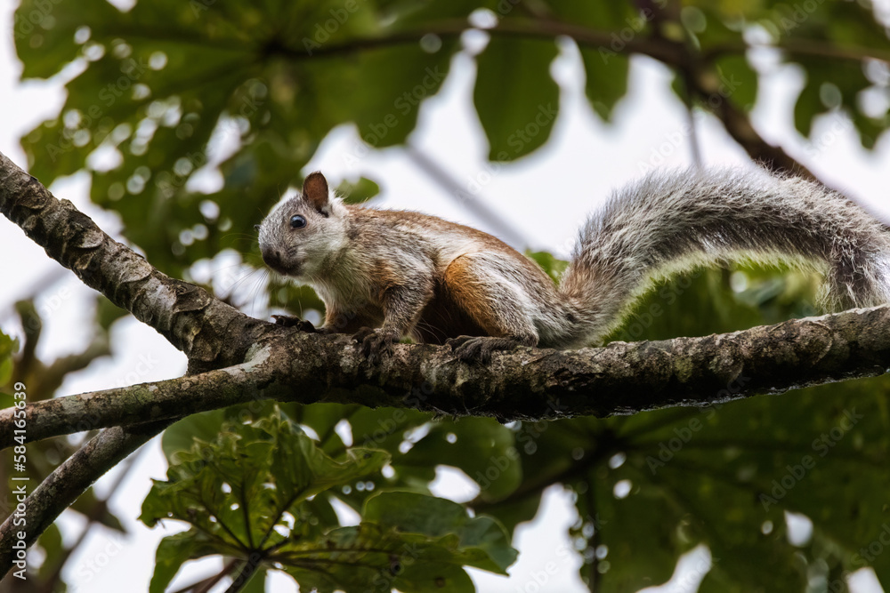 squirrel on tree squirrel on tree