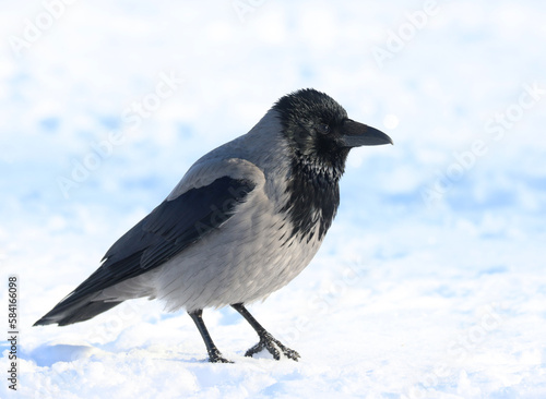 Canvas Print Hooded crow