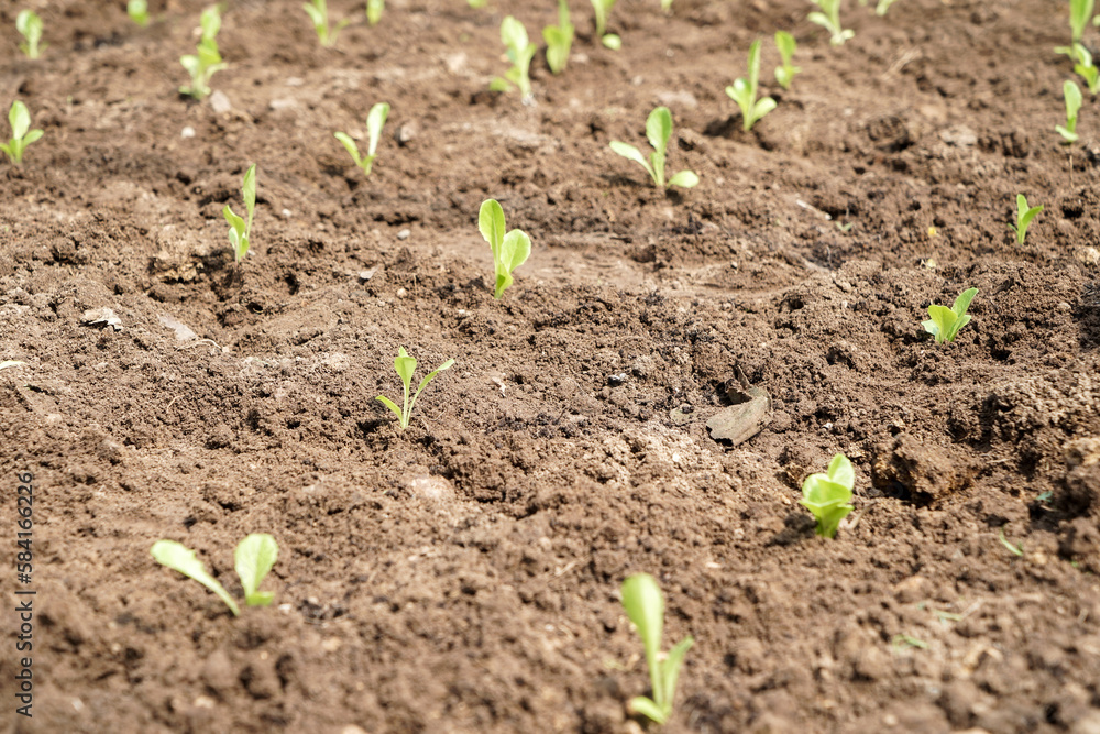 Banner of fresh organic hydroponics vegetables in a natural field. Panoramic green oak lettuce in an organic farm Banner of fresh organic hydroponics vegetables in a natural field. Panoramic green oak lettuce in an organic farm