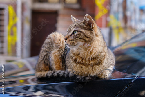 A cat in Kadiköy Istanbul sitting on a car. photo