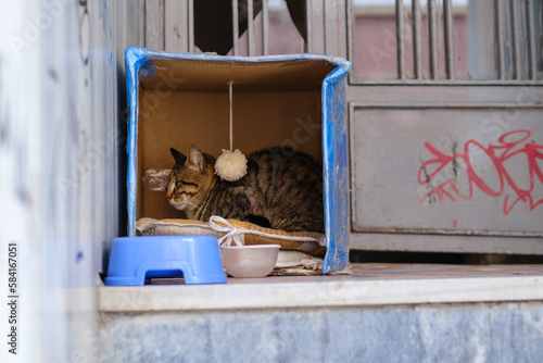 A cat in Kadiköy Istanbul sleeping in a box outdoor in the streets of kadiköy. photo