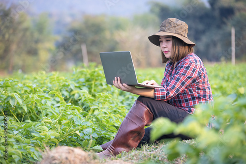 A farmer or agronomist holds a smart tablet to analyze Check the growth and disease of the plants in the potato garden. Vegetarian food.Smart farming,agriculture business concept.