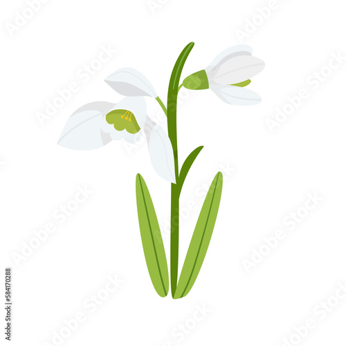 Snowdrop stem with blooming buds flowers. Delicate spring galanthus herb. Vector illustration isolated on white background.