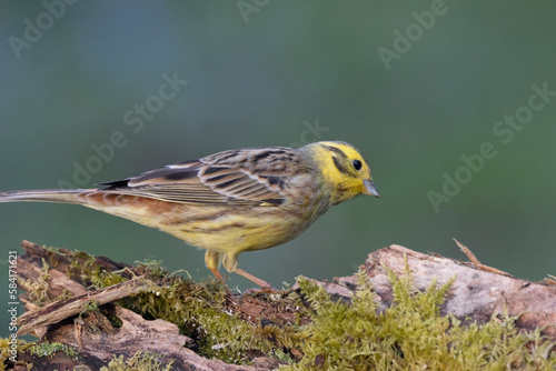 Goldammer (Emberiza citrinella)