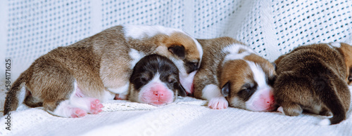 Portrait of four sweet two-month-old puppies of dog pembroke welsh corgi dreaming sleeping in different poses on white cotton plaid. Pet love, pet care, dog breeding, veterinary clinic. Studio shot.