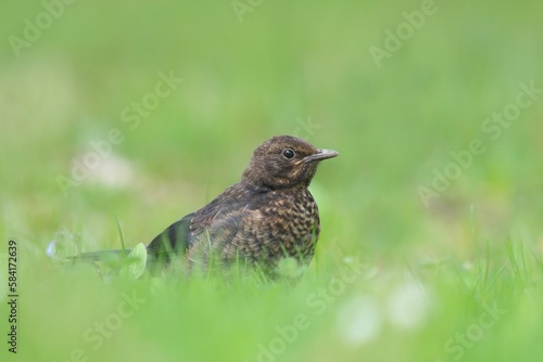 Portrait of a young blackbird sitting in spring grass. Spring in the nature. common blackbird in the nature environment. Eurasian blackbird. Czech republic. Turdus merula