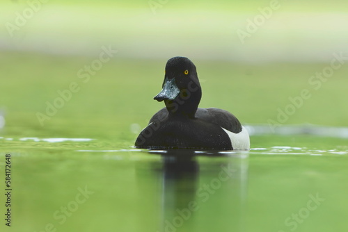 Closeup portrait of a male tufted duck, Aythya fuligula, swimming on a lake in summertime