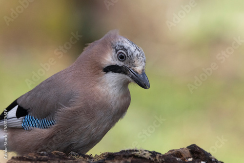 Eichelhäher (Garrulus glandarius)