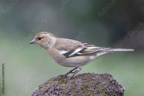 Buchfink (Fringilla coelebs) photo