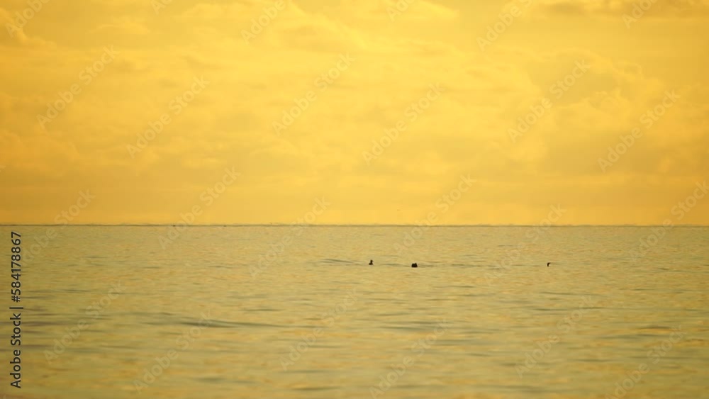 A flock of seagulls fly fishing and dolphins swim in the sea. Warm sunset sky over the ocean. Silhouettes of seagulls flying in slow motion with the sea in the background at sunset. Evening. Nobody. A flock of seagulls fly fishing and dolphins swim in the sea. Warm sunset sky over the ocean. Silhouettes of seagulls flying in slow motion with the sea in the background at sunset. Evening. Nobody.