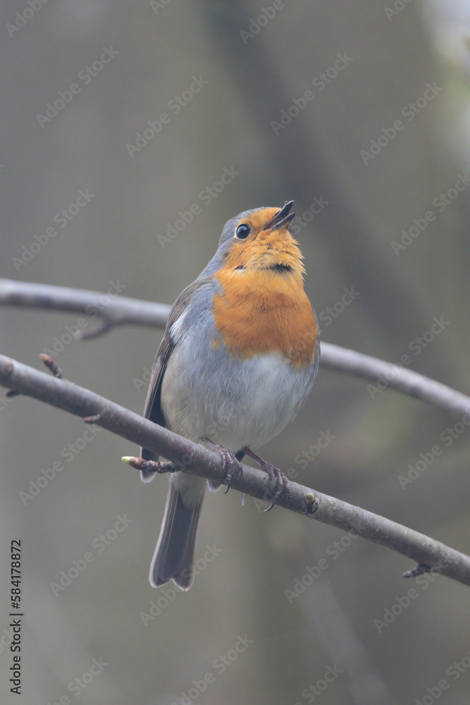Fototapeta premium Rotkehlchen&nbsp;(Erithacus rubecula)