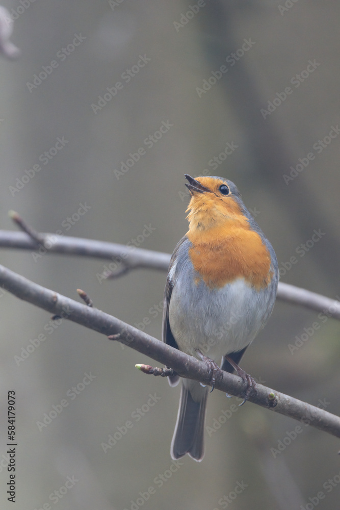 Rotkehlchen (Erithacus rubecula) Rotkehlchen (Erithacus rubecula)