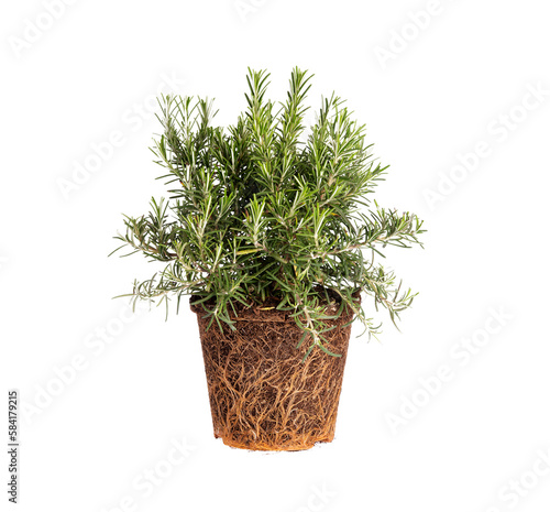 Rosemary plant with roots. Ready to plant. Preparation of the garden and vegetable patch. Agriculture, aromatic herbs. Isolated on transparent background. Precision cut.