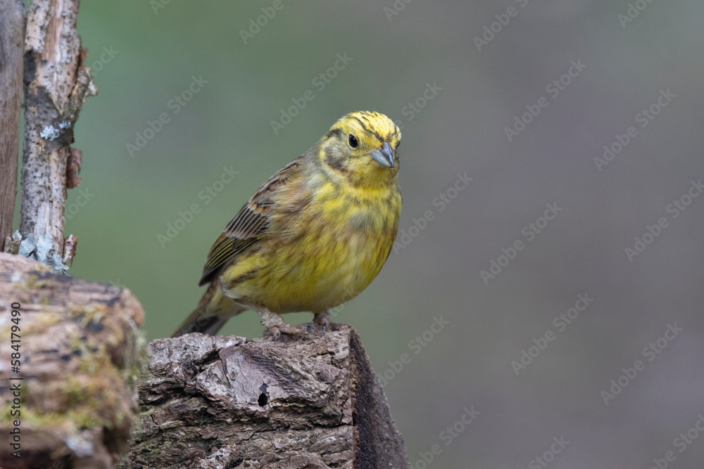 Goldammer (Emberiza citrinella) Goldammer (Emberiza citrinella)