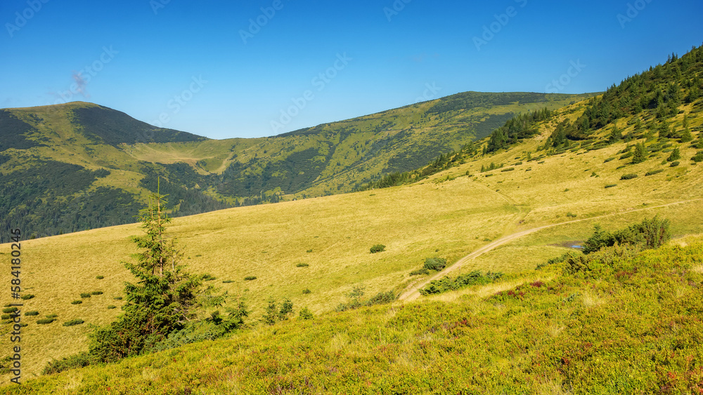 ukrainian highlands in summer. view in to the distant chornohora ridge. bright sunny weather
