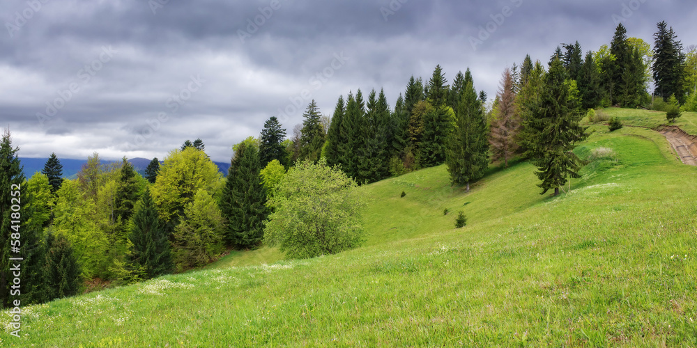 nature scenery with forested hills. view in to the distant valley of carpathian mountains. lush grassy meadows. cloudy sky