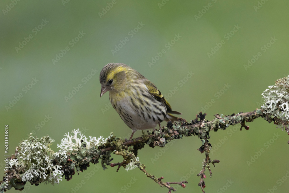 Fototapeta premium Erlenzeisig (Spinus spinus)