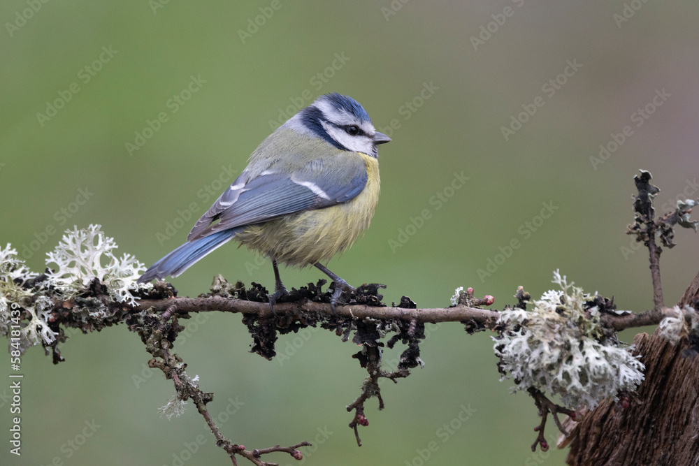 Fototapeta premium Blaumeise&nbsp;(Cyanistes caeruleu)