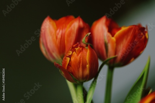 red and yellow tulips