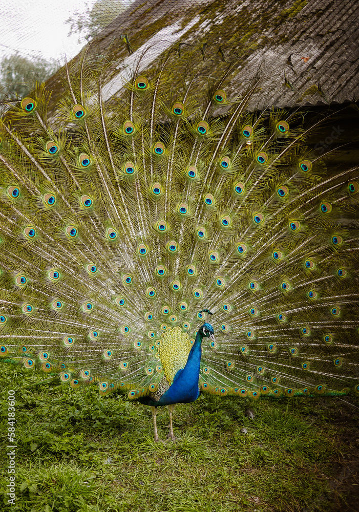 Obraz premium in a mini animal zoo, the peacock bird spreads its colorful and bright tail