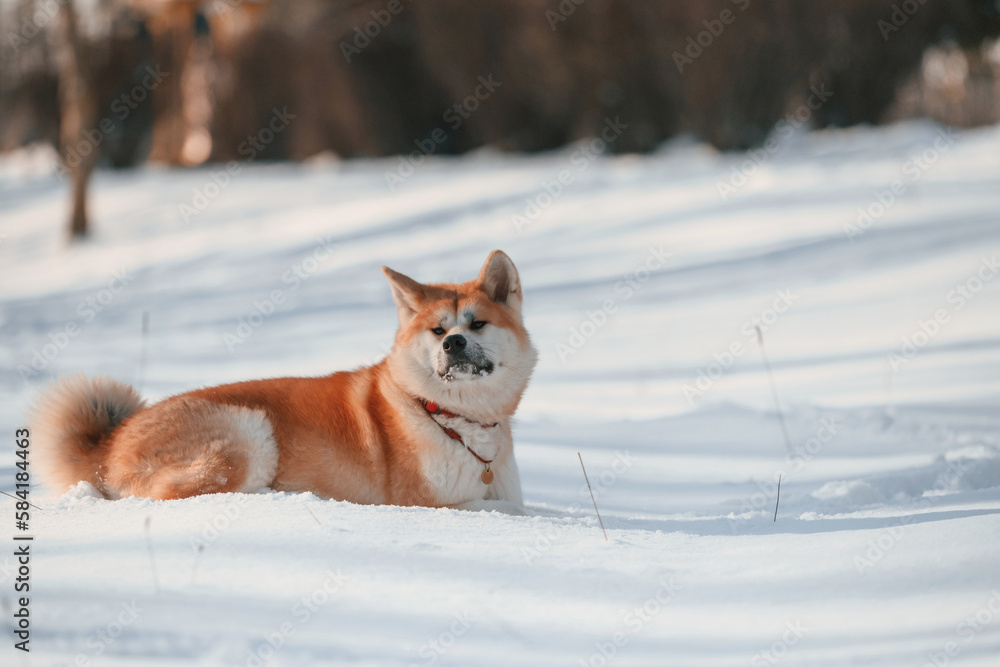 Akita inu dog is outdoors in the park at winter time