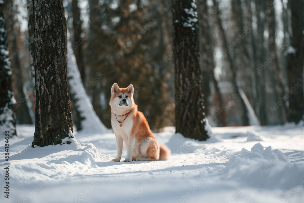 In the forest. Akita inu dog is outdoors in the park at winter time In the forest. Akita inu dog is outdoors in the park at winter time