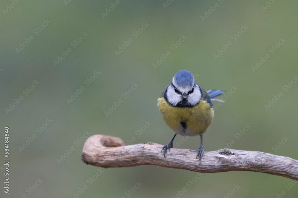 Fototapeta premium Blaumeise&nbsp;(Cyanistes caeruleu)