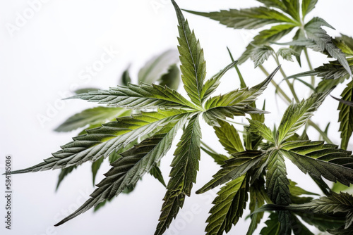 Ai generated close-up cannabis leaves. © suwandee