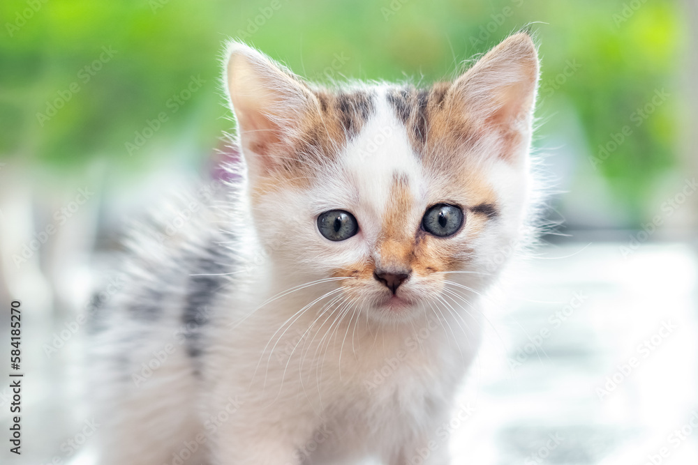 Cute little kitten in the garden on a blurred background