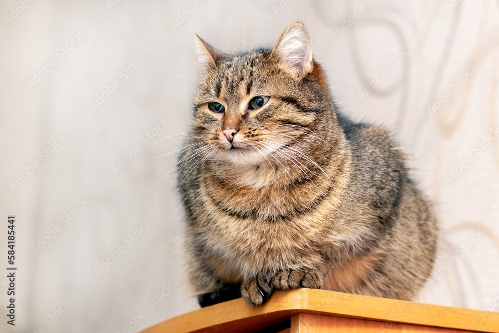 Brown striped cat sitting in the room on a table or cabinet