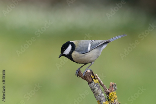 Kohlmeise (Parus major)