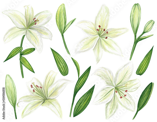 White lilies watercolor clipart set. Gentle white flowers isolated on white background. Clipart for greeting cards  wedding invitations  birthday cards  stationery.