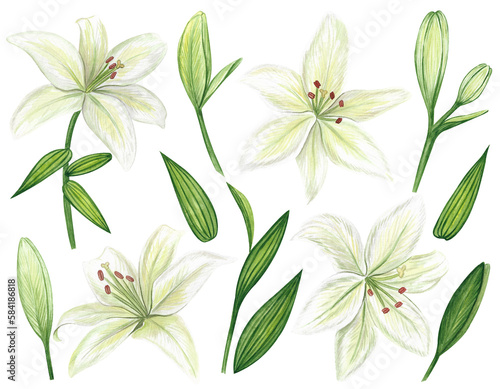 White lilies watercolor clipart set. Gentle white flowers isolated on white background. Clipart for greeting cards, wedding invitations, birthday cards, stationery.