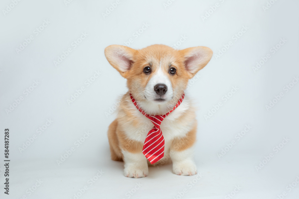 a welsh corgi puppy in a tie on a white background a welsh corgi puppy in a tie on a white background