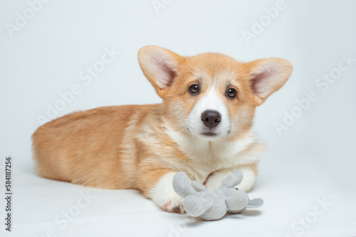 a Welsh corgi puppy plays with a soft toy on a white background