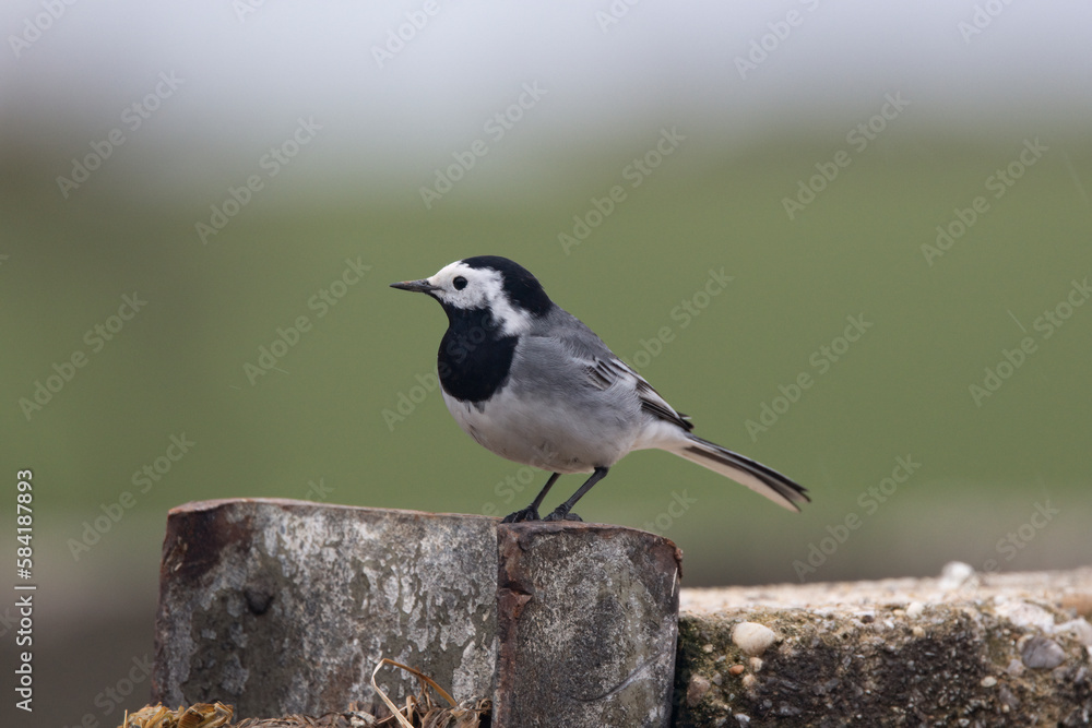Obraz premium Bachstelze&nbsp;(Motacilla alba)