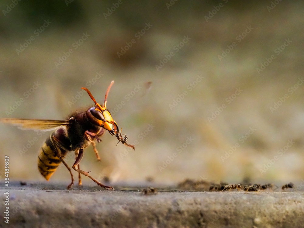 Hornisse (Vespa crabro) und Ameisen