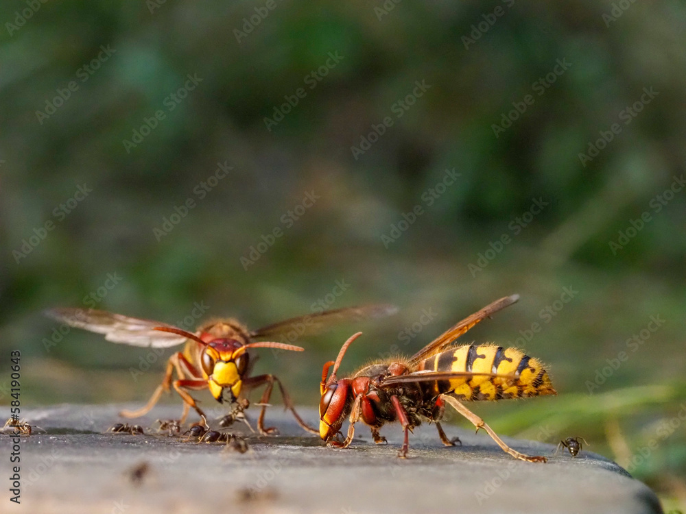 Hornisse (Vespa crabro) und Ameisen Hornisse (Vespa crabro) und Ameisen