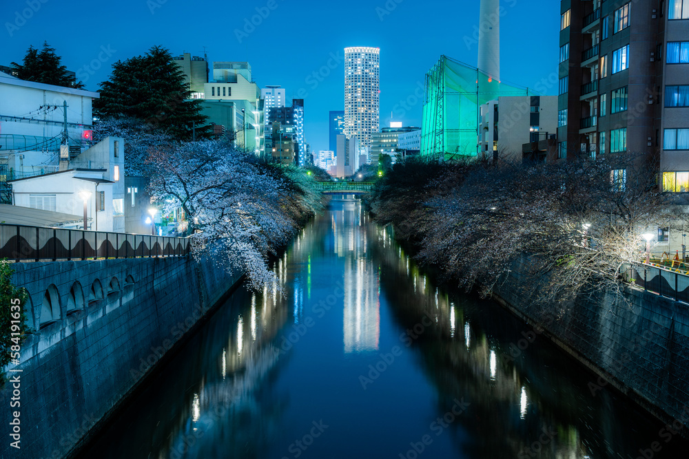 Fototapeta premium 目黒川の夜桜