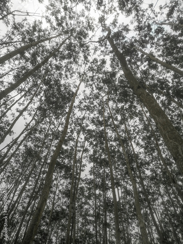 trees in the forest