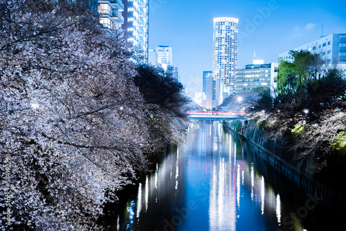 目黒川の夜桜