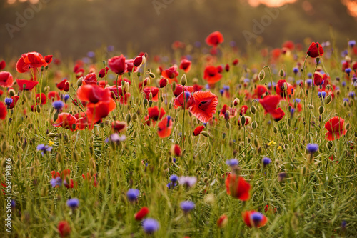 A field of red poppies and cornflowers in the morning