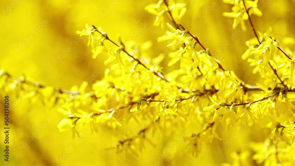 Forsythia bushes blossomed yellow flowers. Forsythia tree flowers in spring time in Prague, Europe