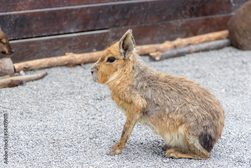 Chacoan Mara in the zoo park photo