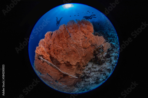 Coral Reef Fish Turtle Stingray Little Big Planet